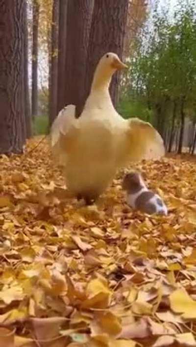 When the weather gets cold, the puppy finds the mother duck to keep warm