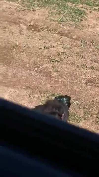 Mom’s home! Mom’s home!