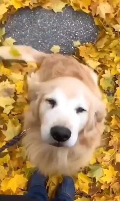 Pupper turns into a leaf sweeper when he's happy