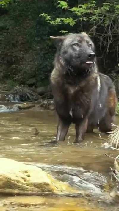 🔥 Gorgeous wolf drink water.