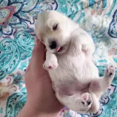 Wiggle beans, little yawns, & pure bliss.