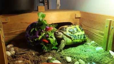 Sidney and his dinner ball