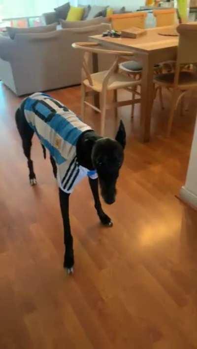 Que me trajeron mis suegros de Argentina? Nada. Pero a mi Galgo? Saludos de Chile amigos.