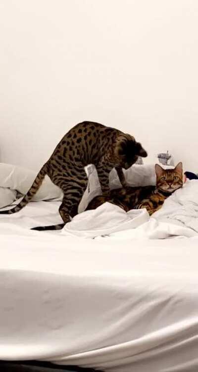 At home day spa caught in action