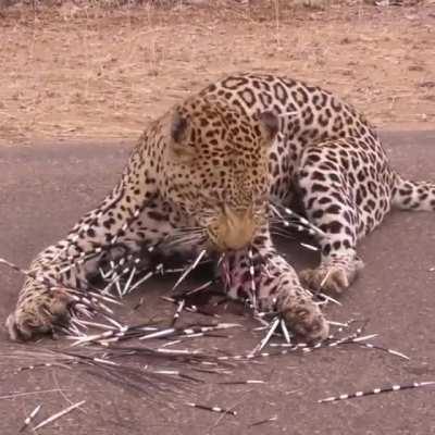 A young Leopard removing quills after it's first and last attempt on a Porcupine