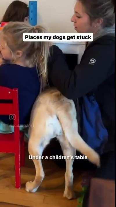 This poor animal is suffering 🥹