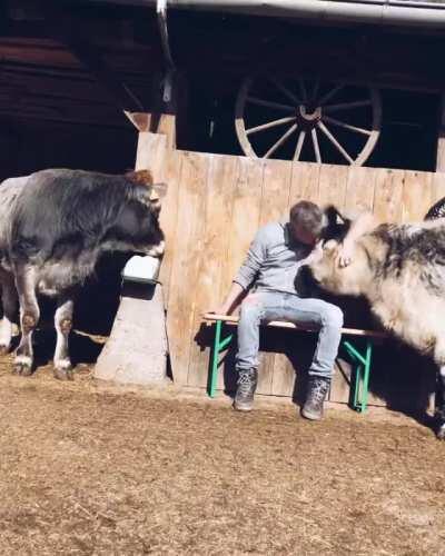 Caretaker hanging out with the cows at Lebenshof Odenwald animal sanctuary
