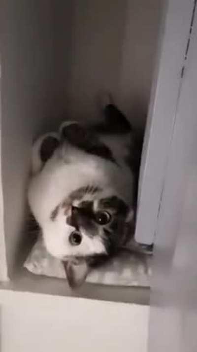 Olympe, a kitten abandoned by her pack of wild cats. Looks like she adapted well.