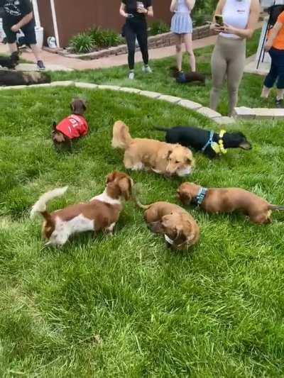 Salami and Kielbasa had fun at the Dachshund Meetup today
