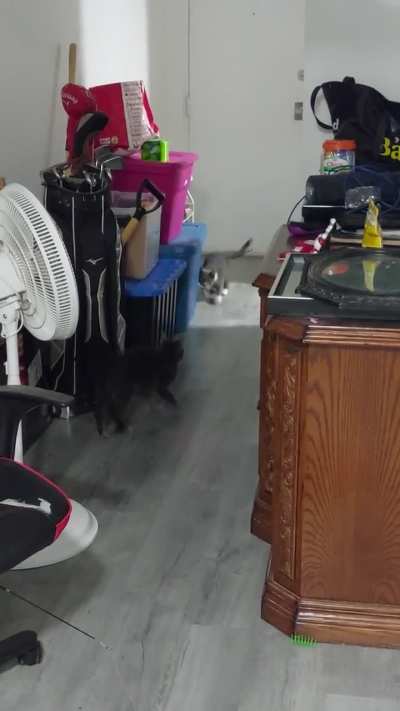 Getting lucky when introducing two compatible kitties is just the best feeling ever