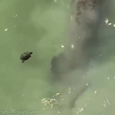 I assume this belongs here (via r/SipsTea 