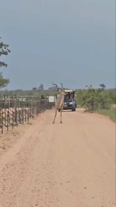 Leap of a kudu bull