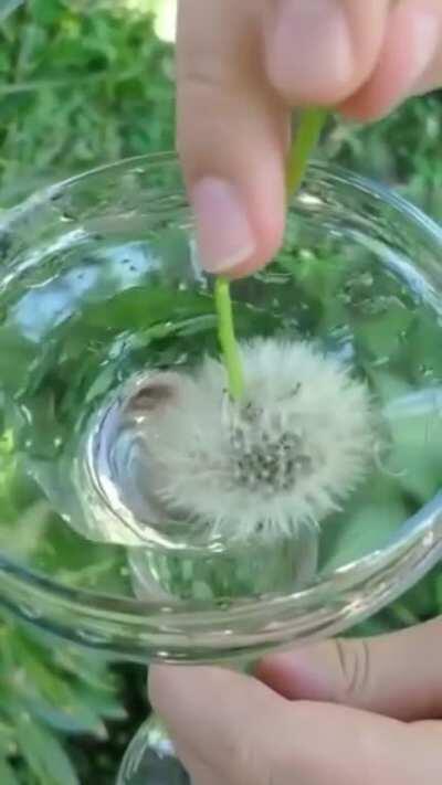 Dandelion seedheads are water resistant