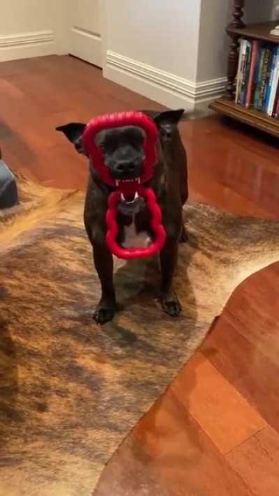 One of the best dog toys so far