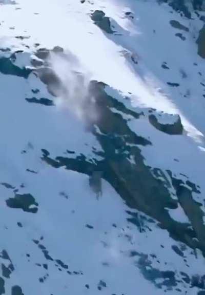 🔥Snow leopard jumping from a 197-foot (60-meter) cliff to catch its prey.