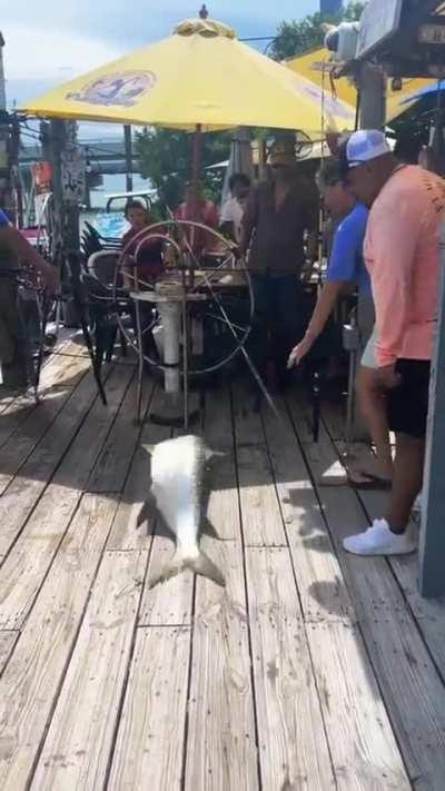 Fish jumps onto dock