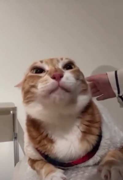 The creature screams the most terrible screams