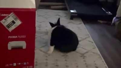 Neaner is still getting the hang of grooming himself