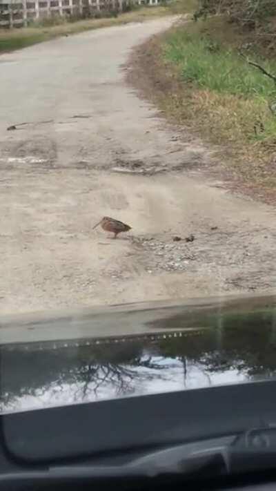 Blessed with a visit from an American Woodcock!