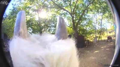 Hello, do you have a moment to talk about our lord and savior Baphomet?