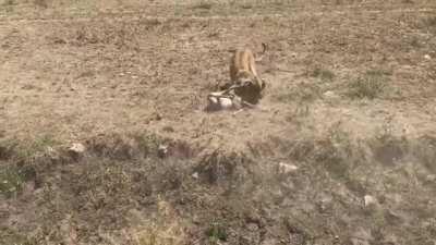 Gazelle makes the last mistake of its life