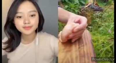 Peito de frango com ervas aromáticas 🧽