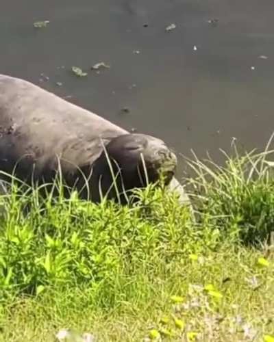 Apareció un elefantito marino en un arroyo de La Plata, está en buen estado y se prepara el rescate