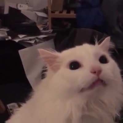 Petition to make this GIF an actual Profile Pic animated for this subreddit, I already spin the r/Onlyfans profile pic