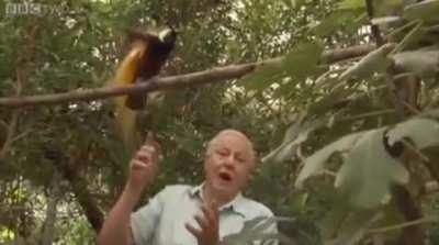 A Bird of Paradise excited to meet David Attenborough.