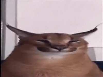 Floppa 🙏🙏🙏🙏🙏🙏