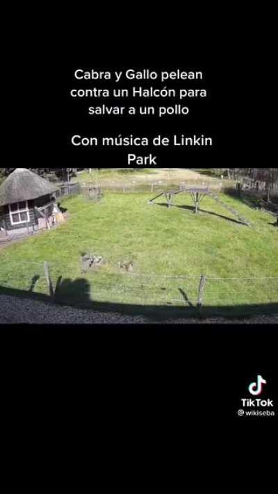 EL MEJOR PUTO VIDEO QUE HE VISTO EN TODO EL 2021