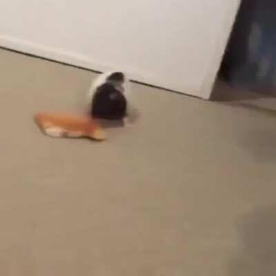Rat celebrates stealing a slice of bread from his human a little too soon
