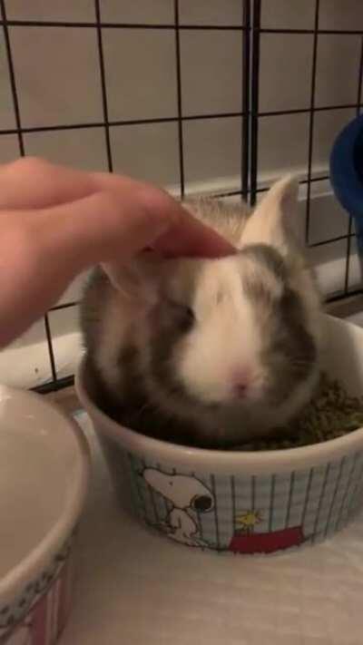 Our new baby, Mocha🥰