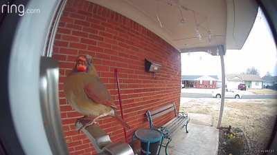 You'll what's this bird eating while sitting on my door handle? Enlarge the bird and at .15 something hanging out of him mouth. So bizarre!!