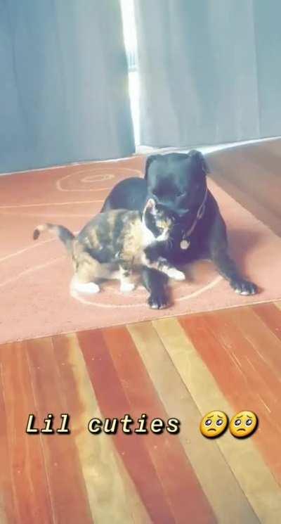 Our new kitten has finally warmed up to our staffy, I think she really likes her big sister.