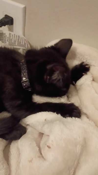 Pluto making biscuits with soft purrs and a lil chirp at the end