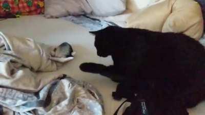 So we bought this moving fish toy