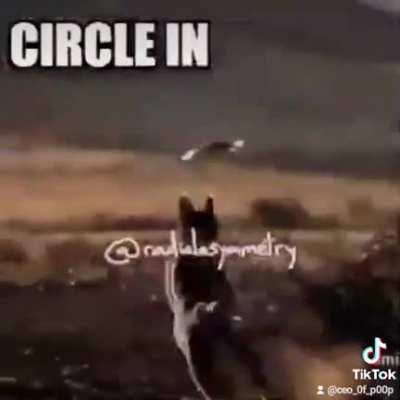 What da floppa doing doe