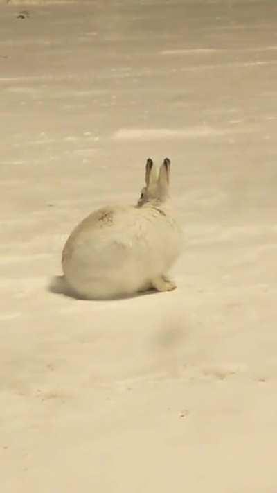 City Rabbit doing rabbit things