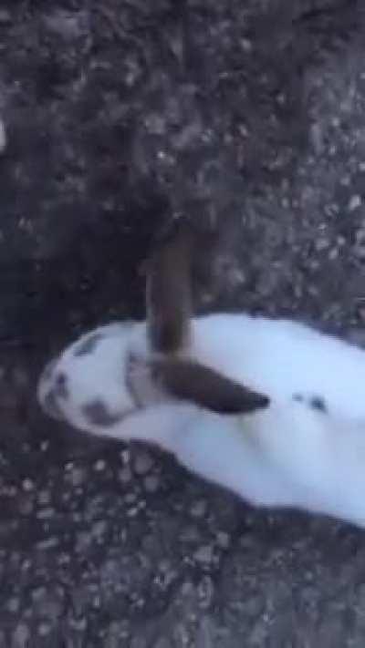 What the Bunny doing?