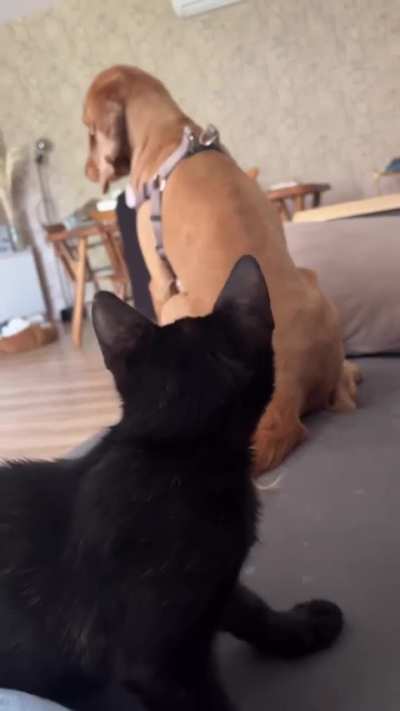 The dog definitely did that on purpose 😂