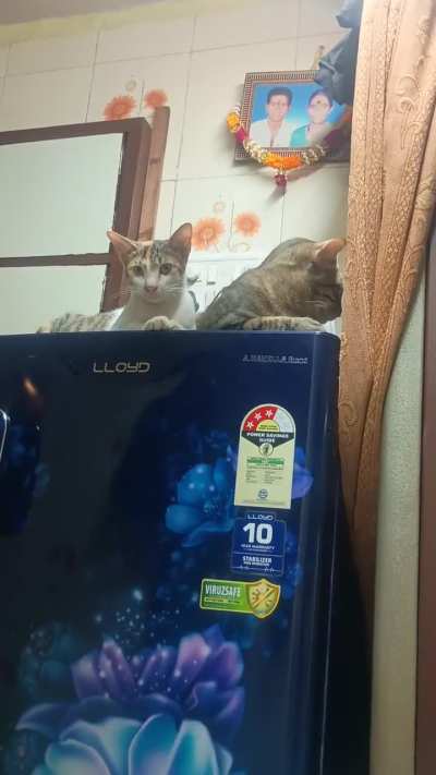 Look at these 2 badmos