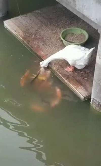 The duck shares its food with the fish in a friendly way.