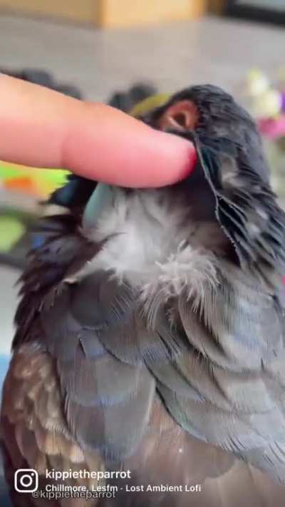 Enjoying some nice pets