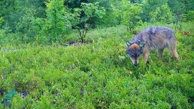 🔥 Wolves love blueberries and in the fruiting season, it comprises the majority of their diet.