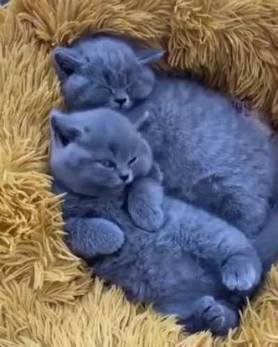 Soft kittens