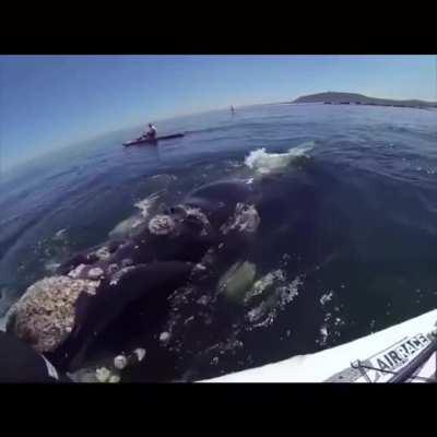 Massive whale nudges a man on a kayak to say hello