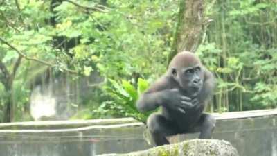 A Baby Gorilla trying to build confidence to display to the neighbouring chimps, but clearly still scared of them