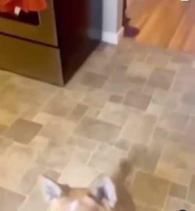 Ah yes, dogs treat eggs with care