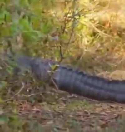 You've seen animals on capybaras. But what about a capybara ON a gator?